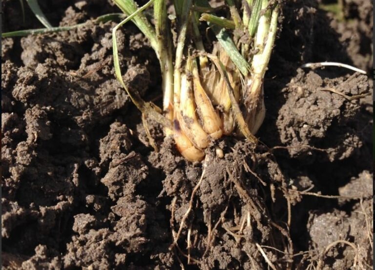 Используйте низкие температуры для применения гербицидов на рапсе