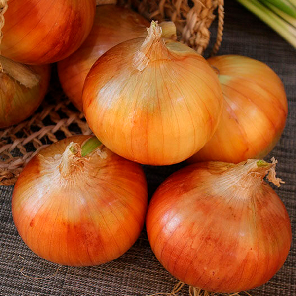 ЛУК (столовый и репчатый)