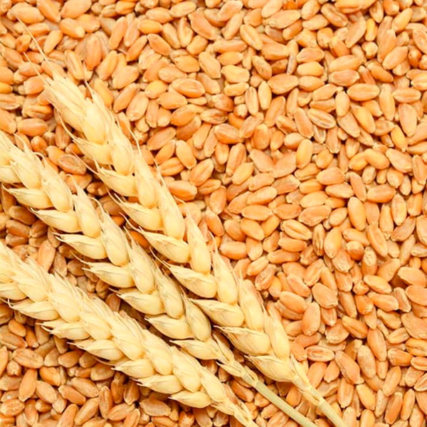 ПШЕНИЦА
