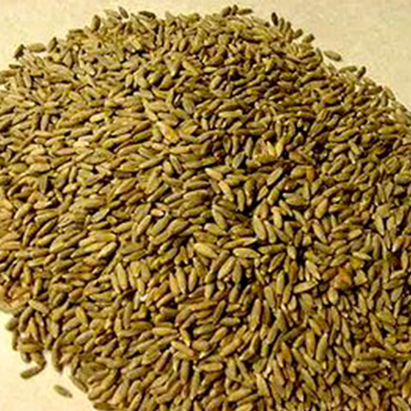 РОЖЬ / ГИБРИДНАЯ РОЖЬ