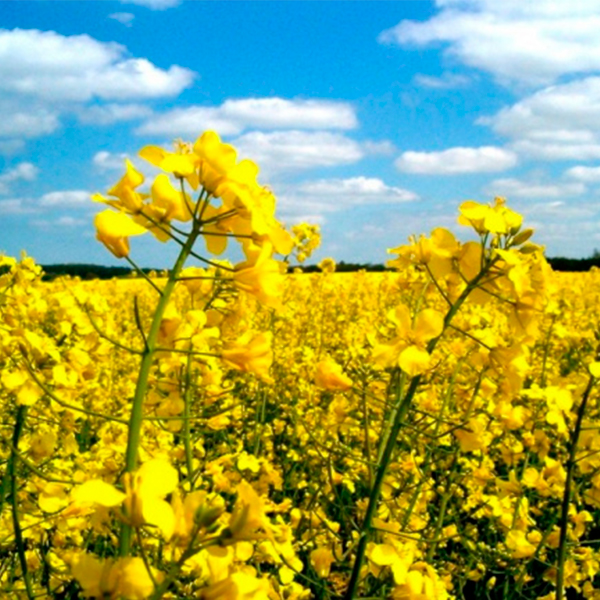 ЗИМНИЙ РАПС