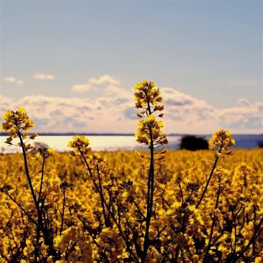 ЛЕТНИЙ РАПС 